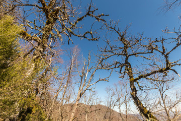 Asturias, Spain. The Muniellos Nature Reserve (Reserva natural integral), protected area of woodland along the valley of the river Muniellos-Tablizas