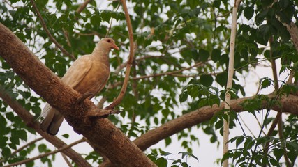 bird on branch