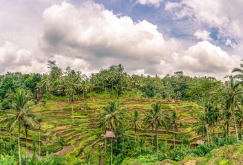 Fototapeta na wymiar Tegalalang rice terrace in Ubud panorama