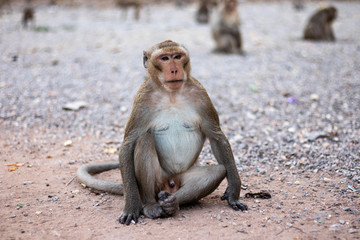 monkey sitting on a ground.