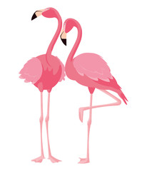 elegant flamingo birds couple