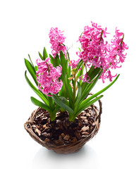 Bright hyacinth flowers, close up