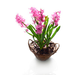 Naklejka na ściany i meble Bright hyacinth flowers, close up