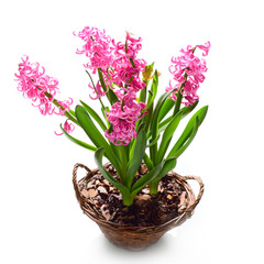 Bright hyacinth flowers, close up