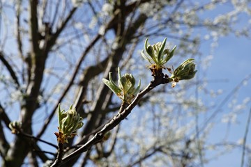 Gartenzeit