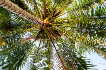 Coconut tree & fruit in Mekong Delta