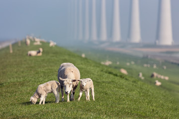 Sheep with lambs at dike near Dutch wind turbine farm