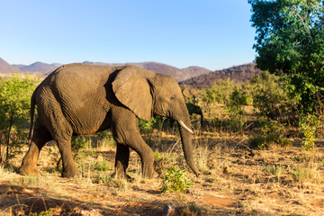 elephant in south africa