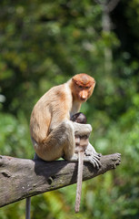 Proboscis monkeys, Nasalis larvatus, baby and mother sitting on the tree. Borneo.