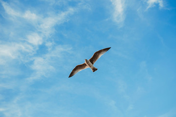 Fototapeta na wymiar Seagull fly with blue sky in the background.