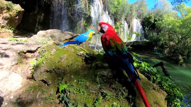 Slowmotion. Two parrots on wooden in jungle. Two beautiful parrots in green habitat. two birds sitting on the rock. Wildlife scene from tropical nature.