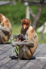 Fototapeta premium Proboscis monkeys, Nasalis larvatus, baby and mother sitting on the platform and the enjoying the food.
