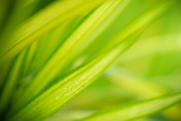 Closeup view of natural green leaf color under sunlight. Use in the background, or wallpaper.  Nature concept.