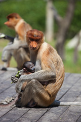 Proboscis monkeys, Nasalis larvatus, baby and mother sitting on the platform and the enjoying the food.