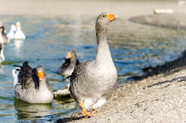 Fototapeta premium a wild goose on a lake