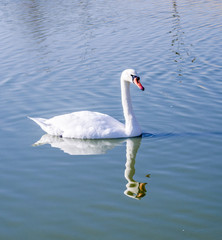 white swan and its reflection in blue water
