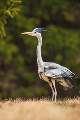 Grey Heron, Ardea cinerea, in the water, blurred grass in background