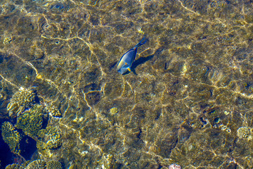 beautiful sea bottom with fish