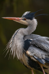 Grey Heron, Ardea cinerea, in the water, blurred grass in background