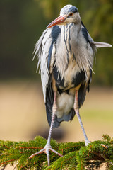 Grey Heron, Ardea cinerea, in the water, blurred grass in background