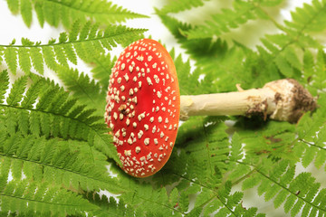 red poison mushroom close up on green fern leaves