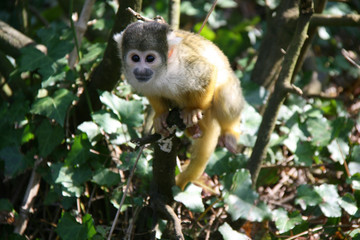 Squirrel monkey