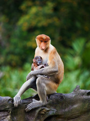 Proboscis monkeys, Nasalis larvatus, baby and mother sitting on the tree. Borneo.