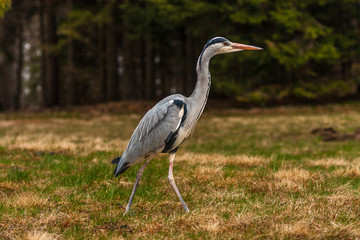 Grey Heron, Ardea cinerea, in the water, blurred grass in background