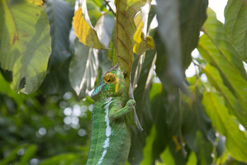 Green chameleon crawling on a sheet on Nosy Be island