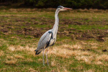 Grey Heron, Ardea cinerea, in the water, blurred grass in background