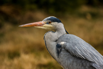 Grey Heron, Ardea cinerea, in the water, blurred grass in background