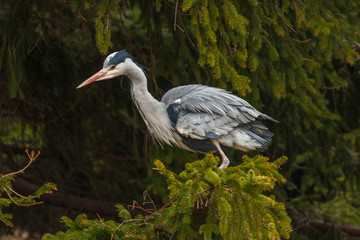 Grey Heron, Ardea cinerea, in the water, blurred grass in background