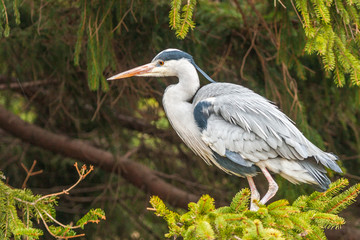 Grey Heron, Ardea cinerea, in the water, blurred grass in background