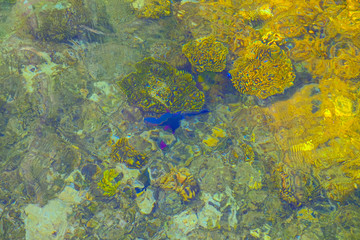 Fototapeta na wymiar beautiful sea bottom with fish