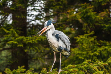 Grey Heron, Ardea cinerea, in the water, blurred grass in background