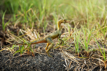 Compsognathus or Compy is dinosaur theropod carnivorous in genus of smallest in the world on the ground in the jungle.