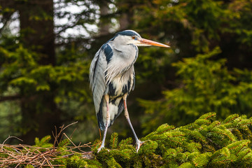 Grey Heron, Ardea cinerea, in the water, blurred grass in background
