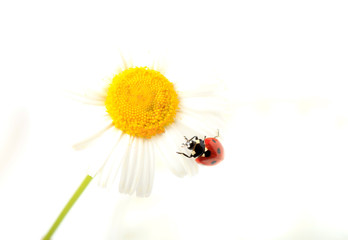 Ladybug on daisy flower on a white background