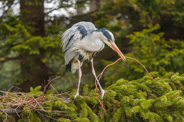 Grey Heron, Ardea cinerea, in the water, blurred grass in background