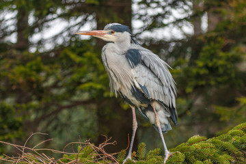 Grey Heron, Ardea cinerea, in the water, blurred grass in background