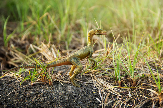 Compsognathus or Compy is dinosaur theropod carnivorous in genus of smallest in the world on the ground in the jungle.