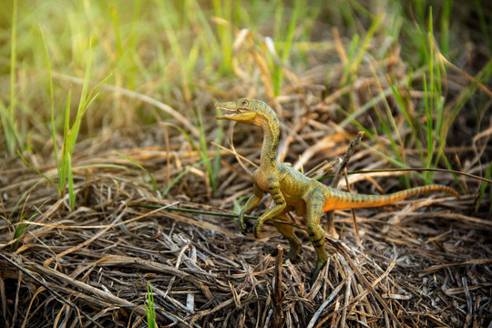 Compsognathus or Compy is dinosaur theropod carnivorous in genus of smallest in the world on the ground in the jungle.
