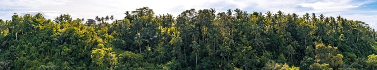 Scenic panorama of Ubud jungle