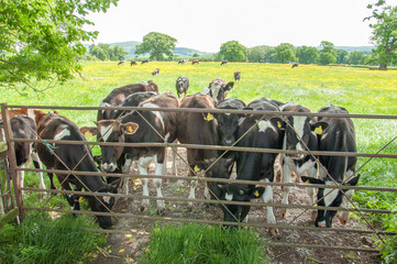 Obraz premium Cattle stood by gate in a summertime meadow.