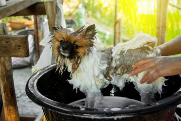Dog Pomeranian Tri Colored are bathing in a black basin and hands that are rubbed on the buttocks in the summer vintage countryside style simple.