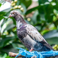 A Pets Pigeon