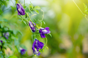 Background or Wallpaper and copy space of Flower Ivy plant Butterfly pea, Blue pea. The popular flower is used to make drink lemon mix in Thailand. Help make black hair And helps to nourish the eyes.