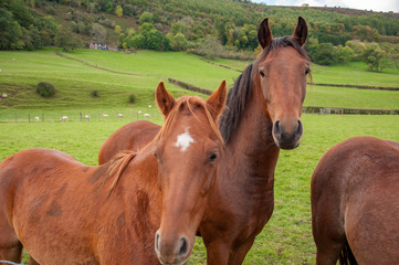 Fototapeta premium Two horses stood in a mountain landscape.