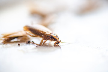 Cockroach crawling to the bait. Remedy for parasites. Trap for cockroaches.