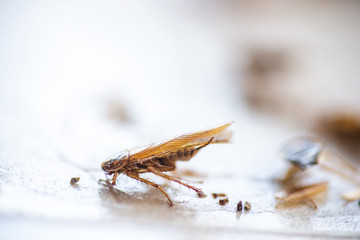 Cockroach crawling to the bait. Remedy for parasites. Trap for cockroaches.